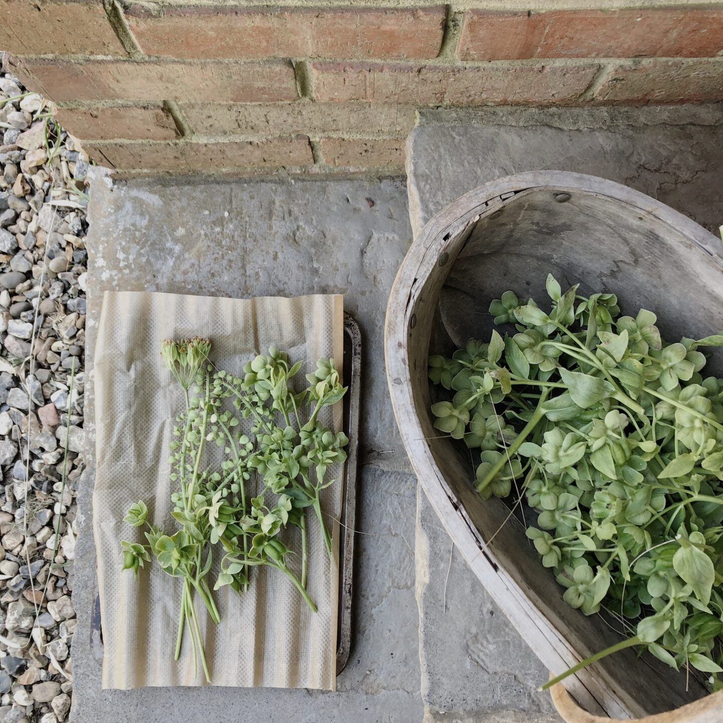 Cut plants in a trug