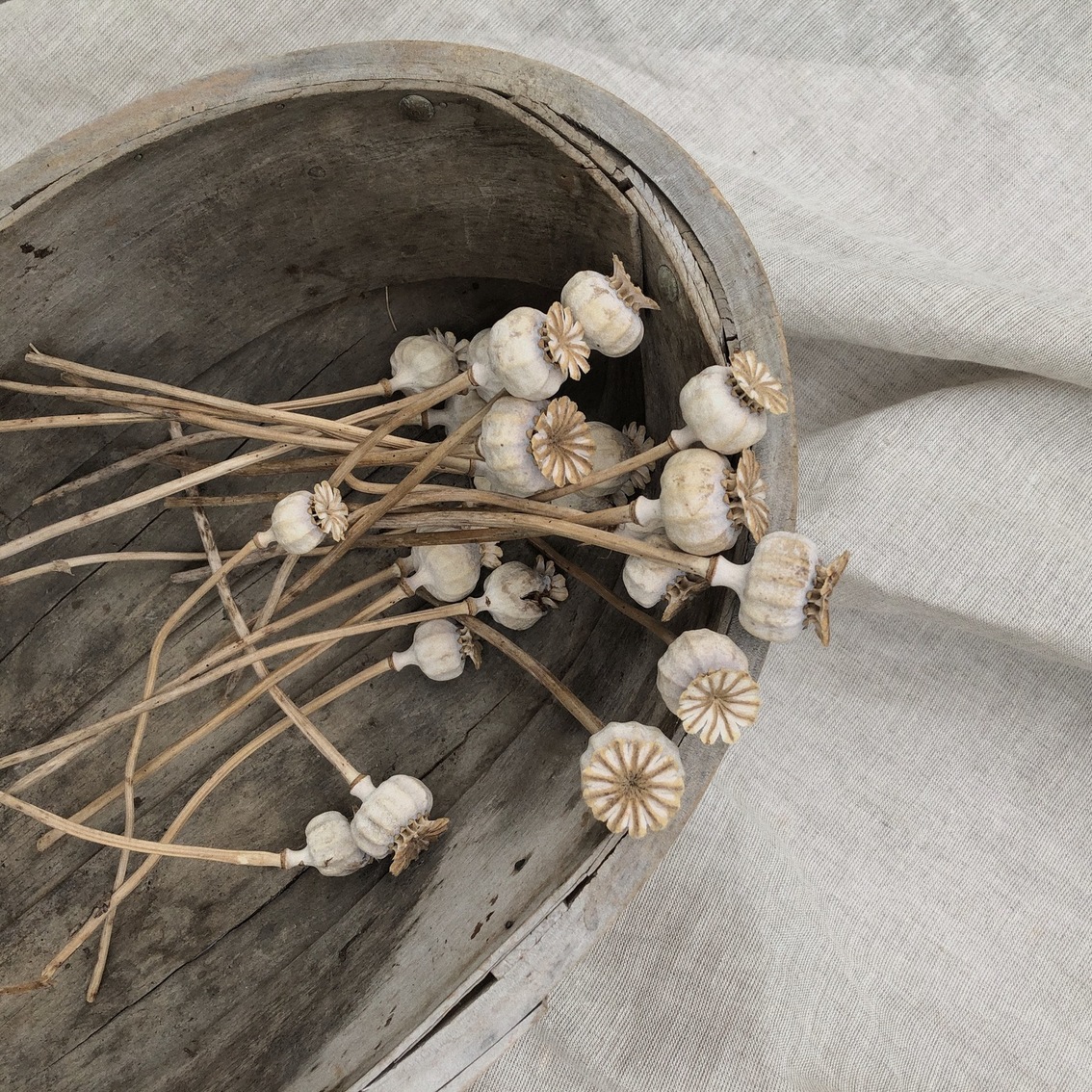 Dried poppy seed heads in a garden trug