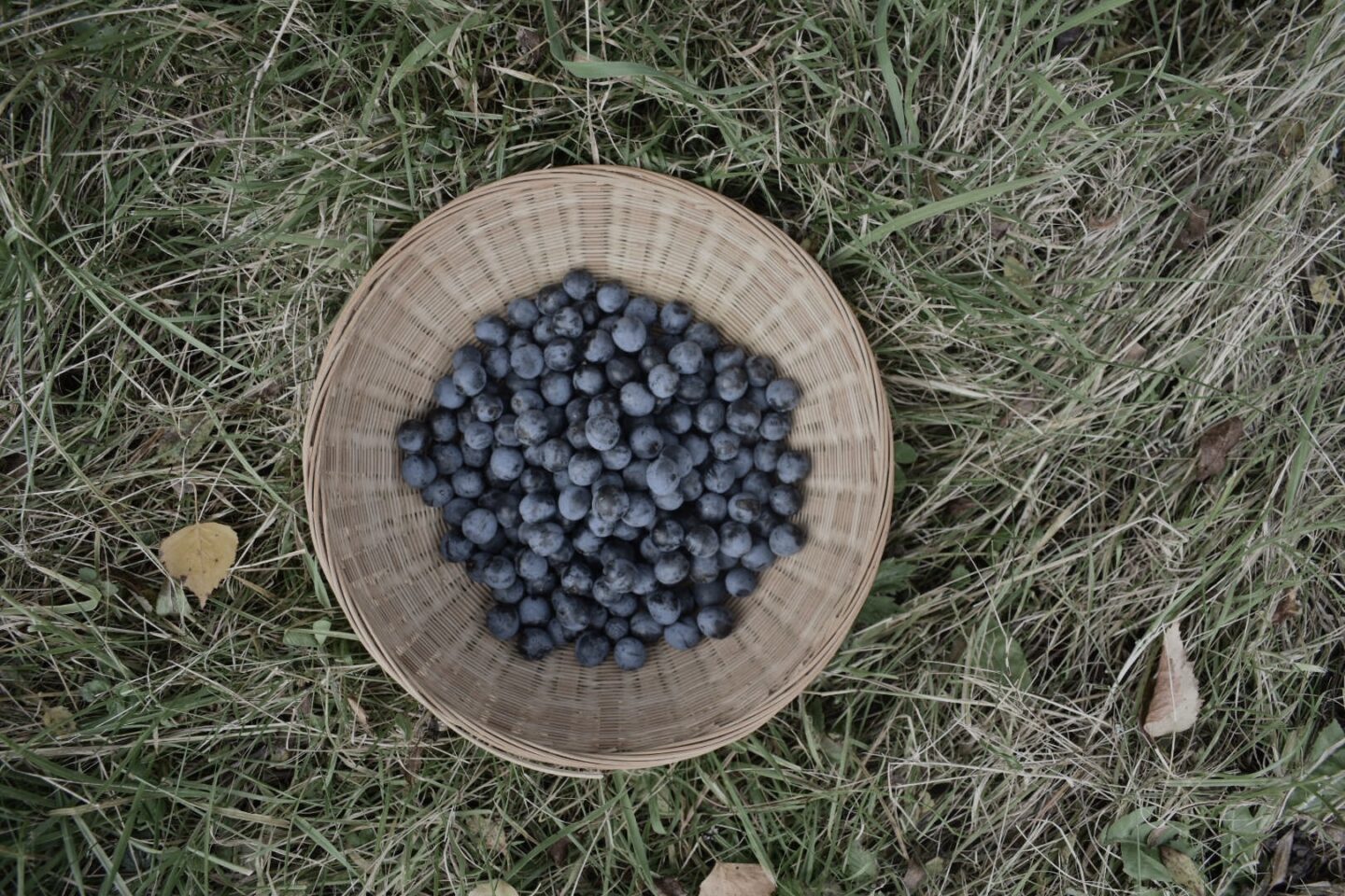 Sloe berries in a basket