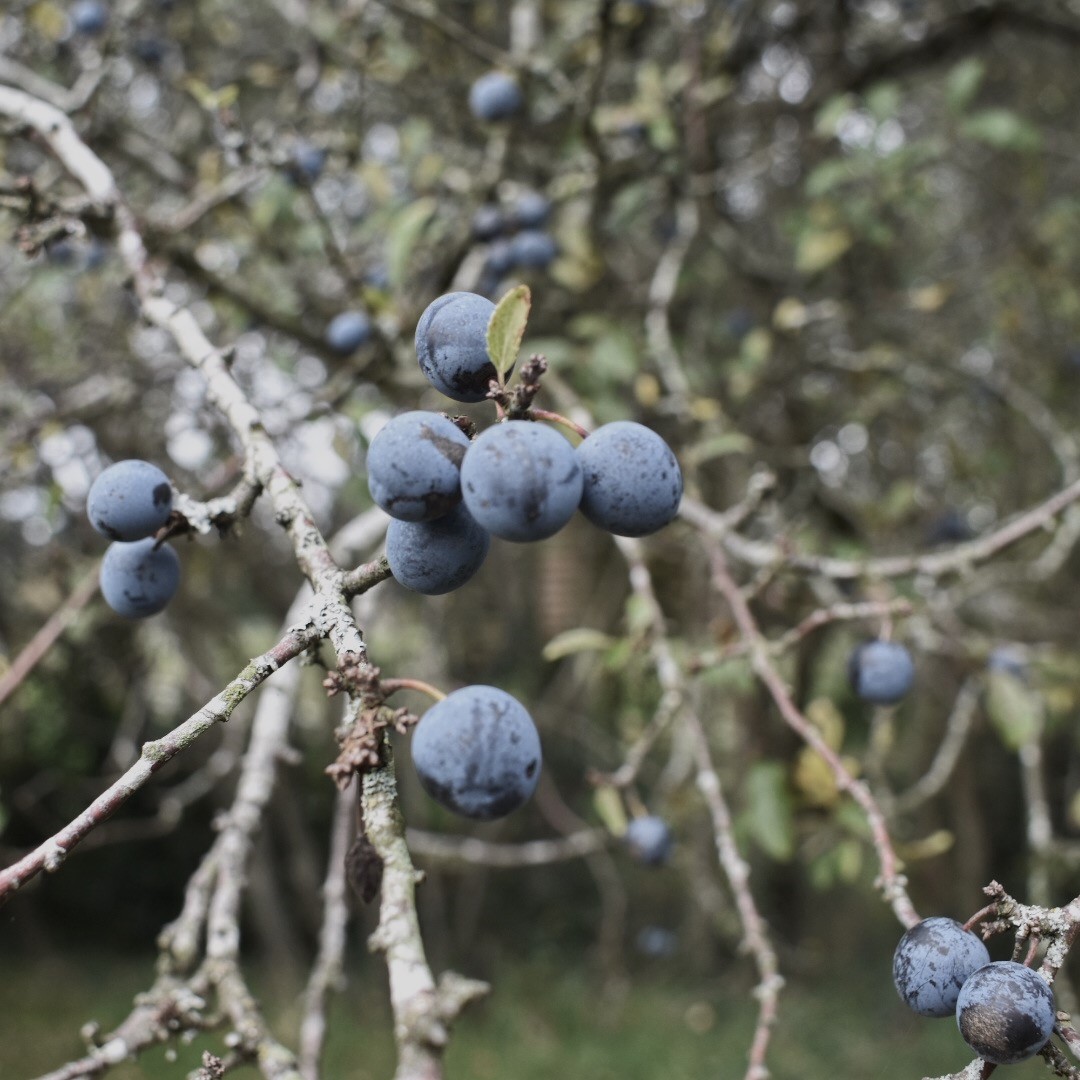 Sloe berries in autumn