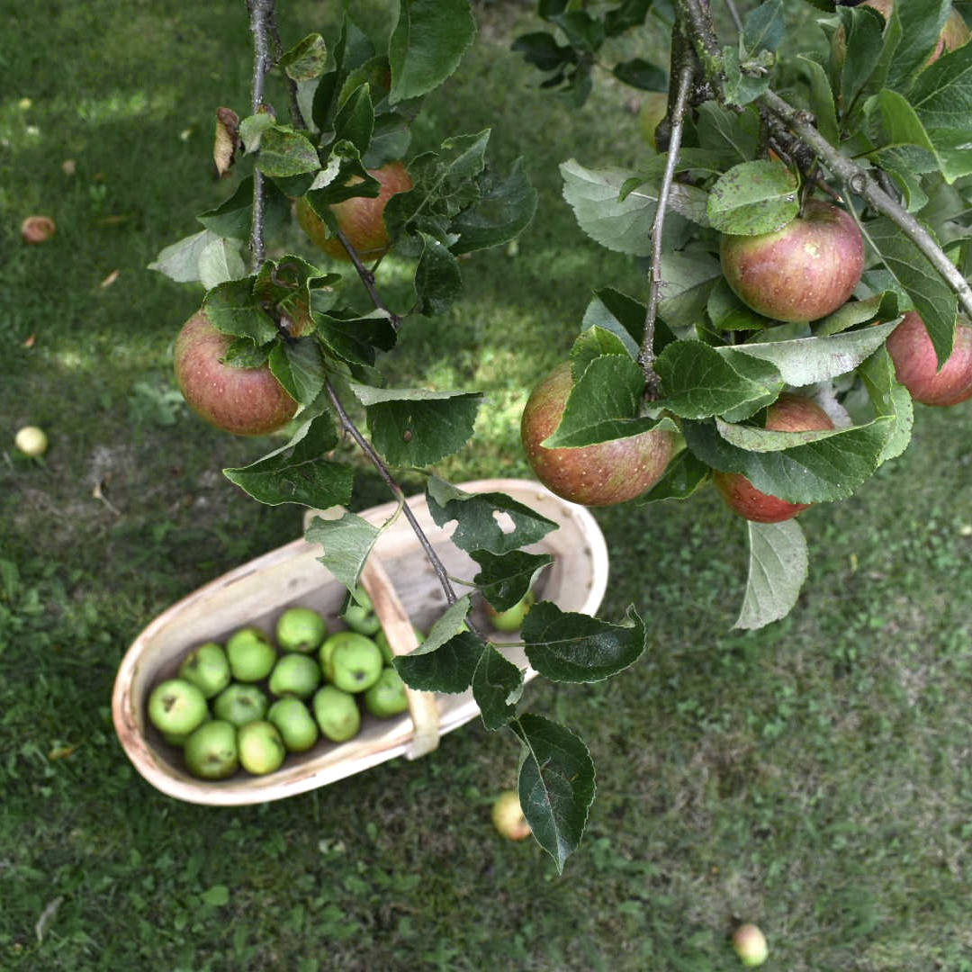 Apple picking trug