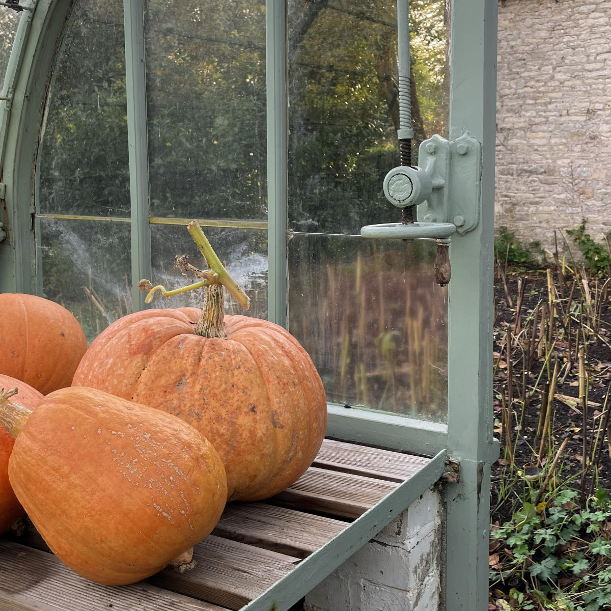 Pumpkins in a greenhouse