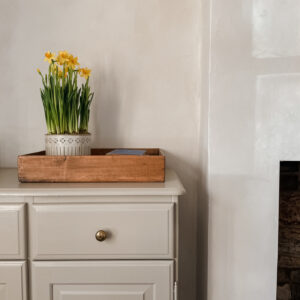 Daffodils in indoor planter