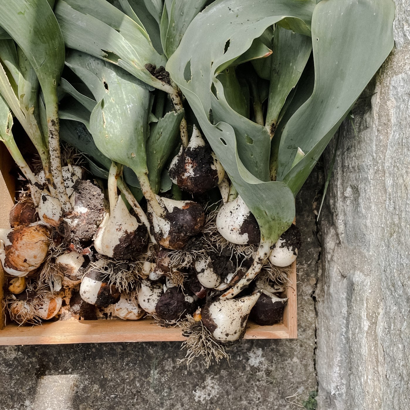 Box of pulled tulip bulbs