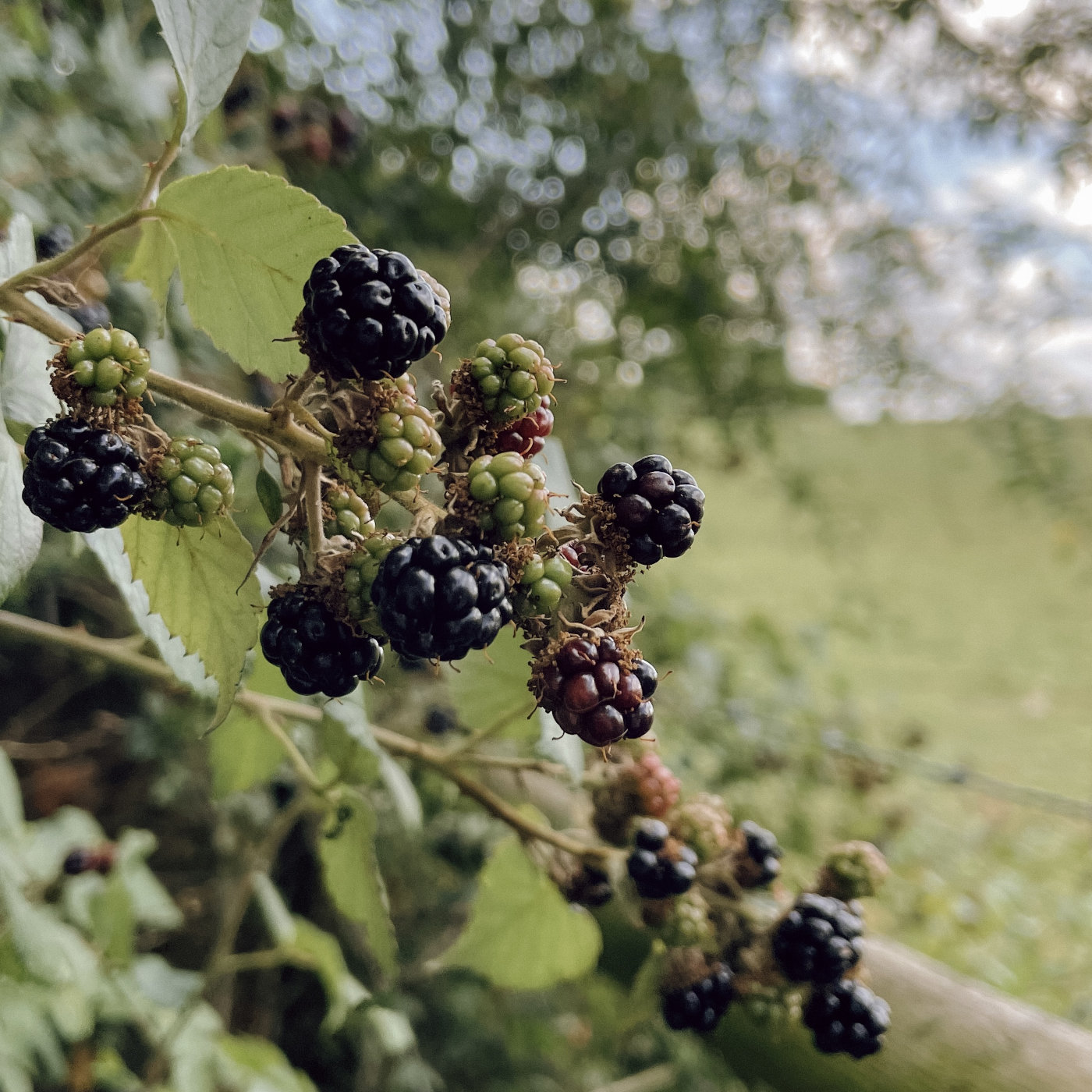 Blackberries ripening