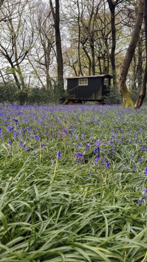 Bluebell woods