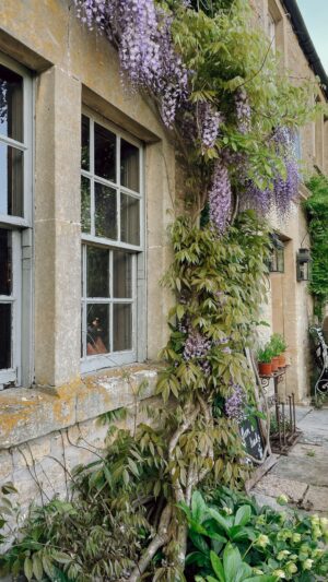 Wisteria growing on facade