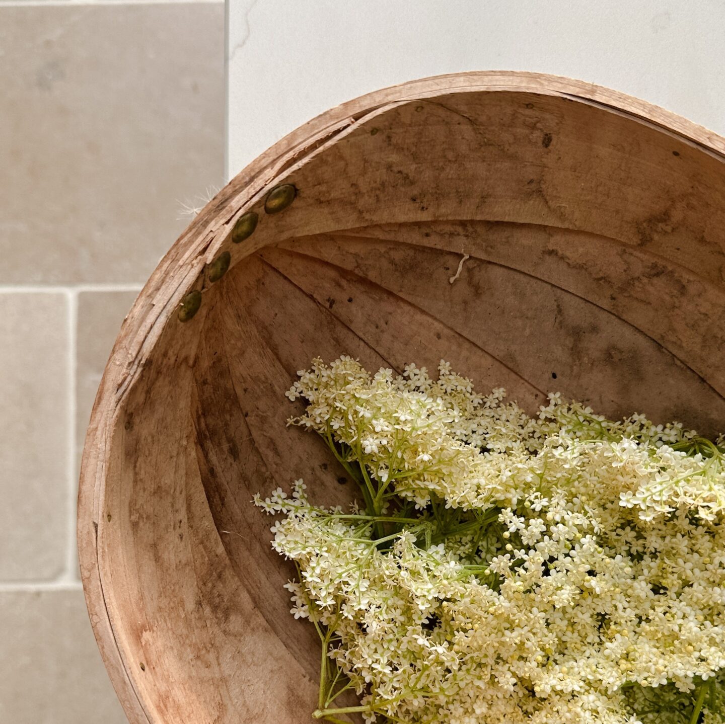 Trug of cut elderflower