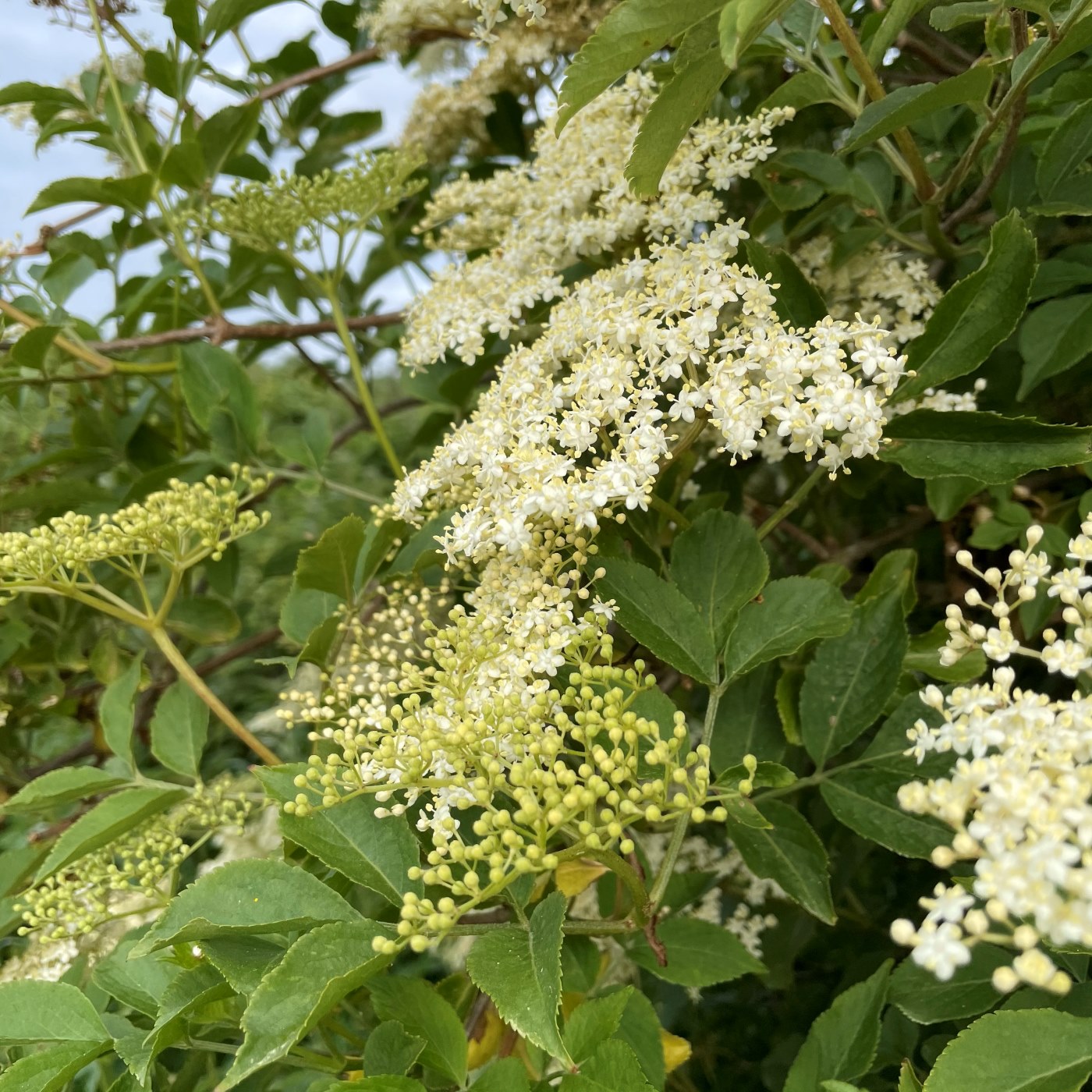 Elder tree in bloom