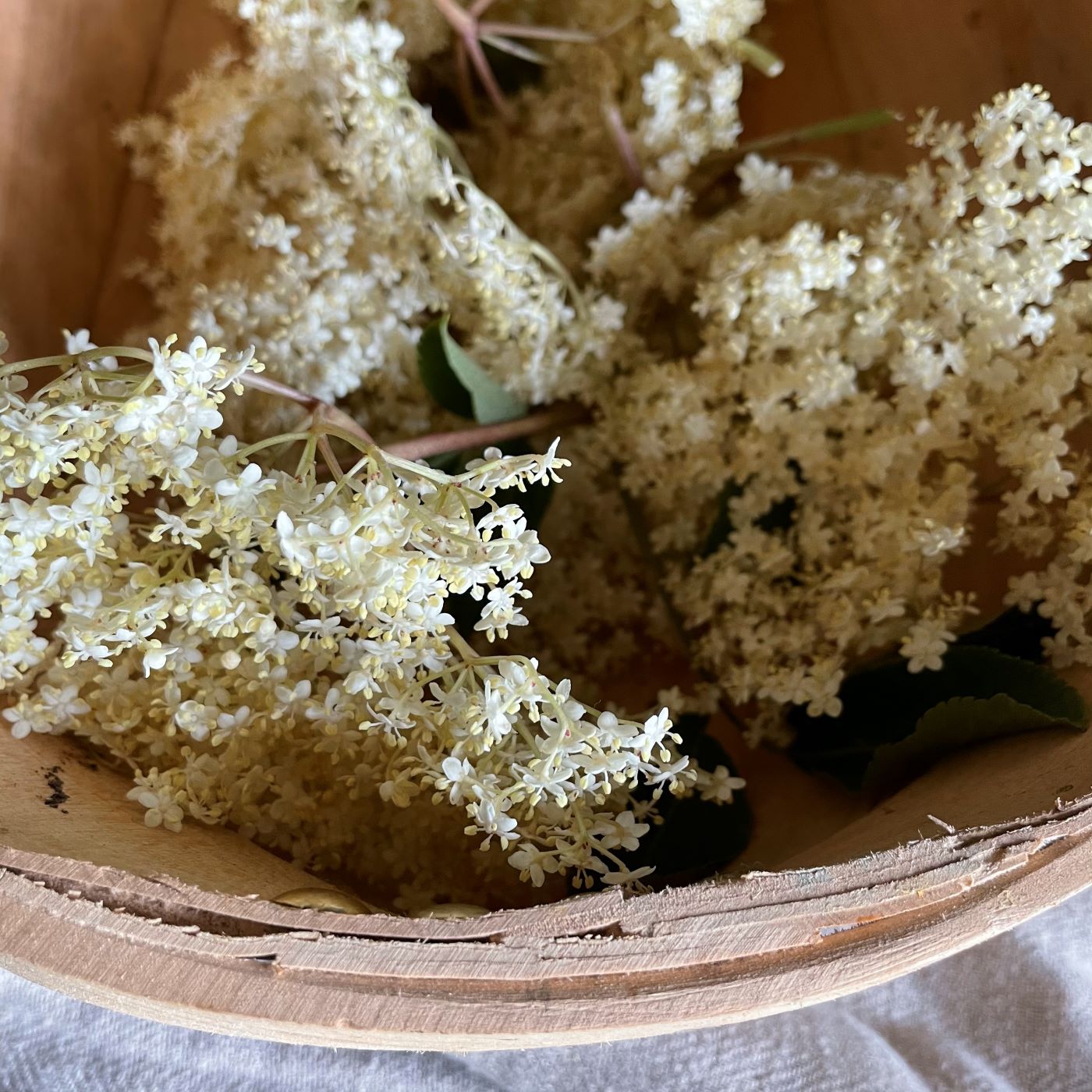 Elderflower in trug