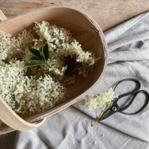 Foraged elderflower in a trug