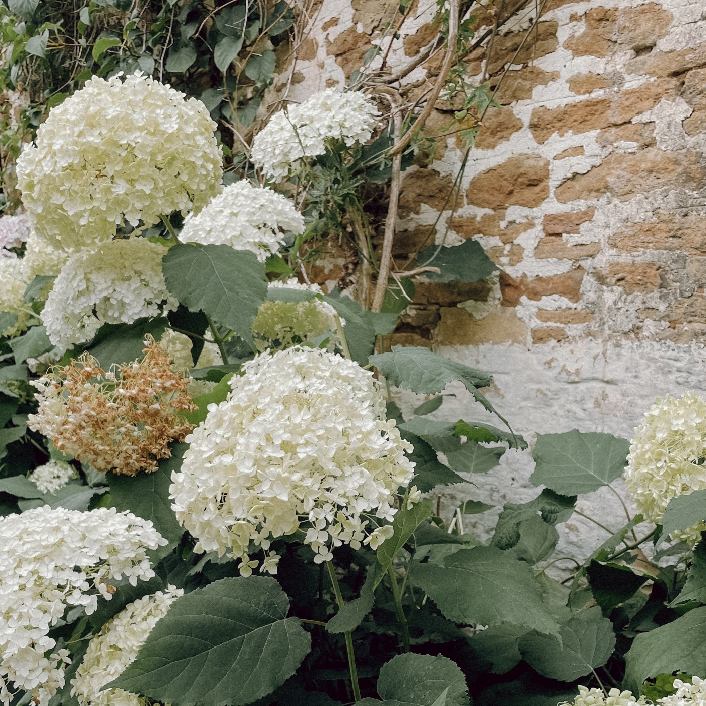 Hydrangeas against stone wall