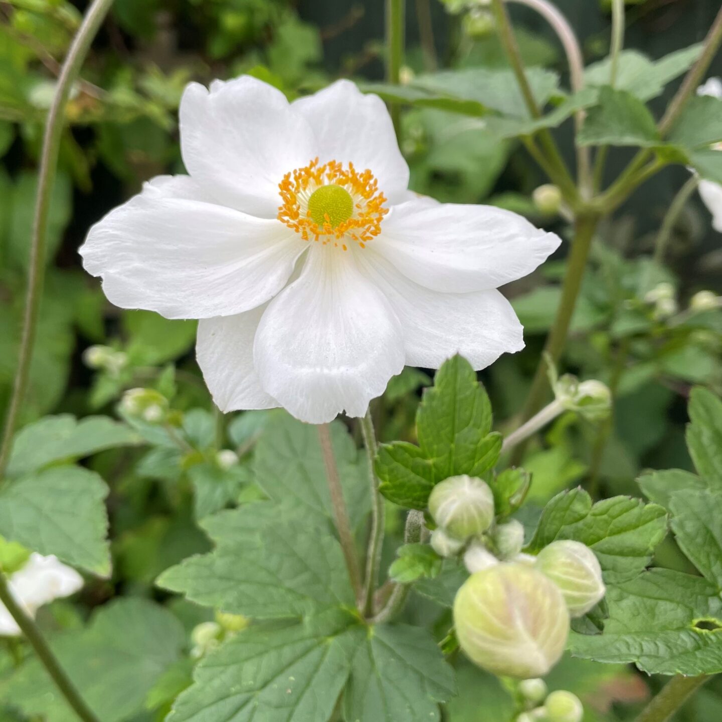 Japanese Anenome in trug