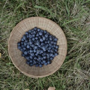 Basket of sloes