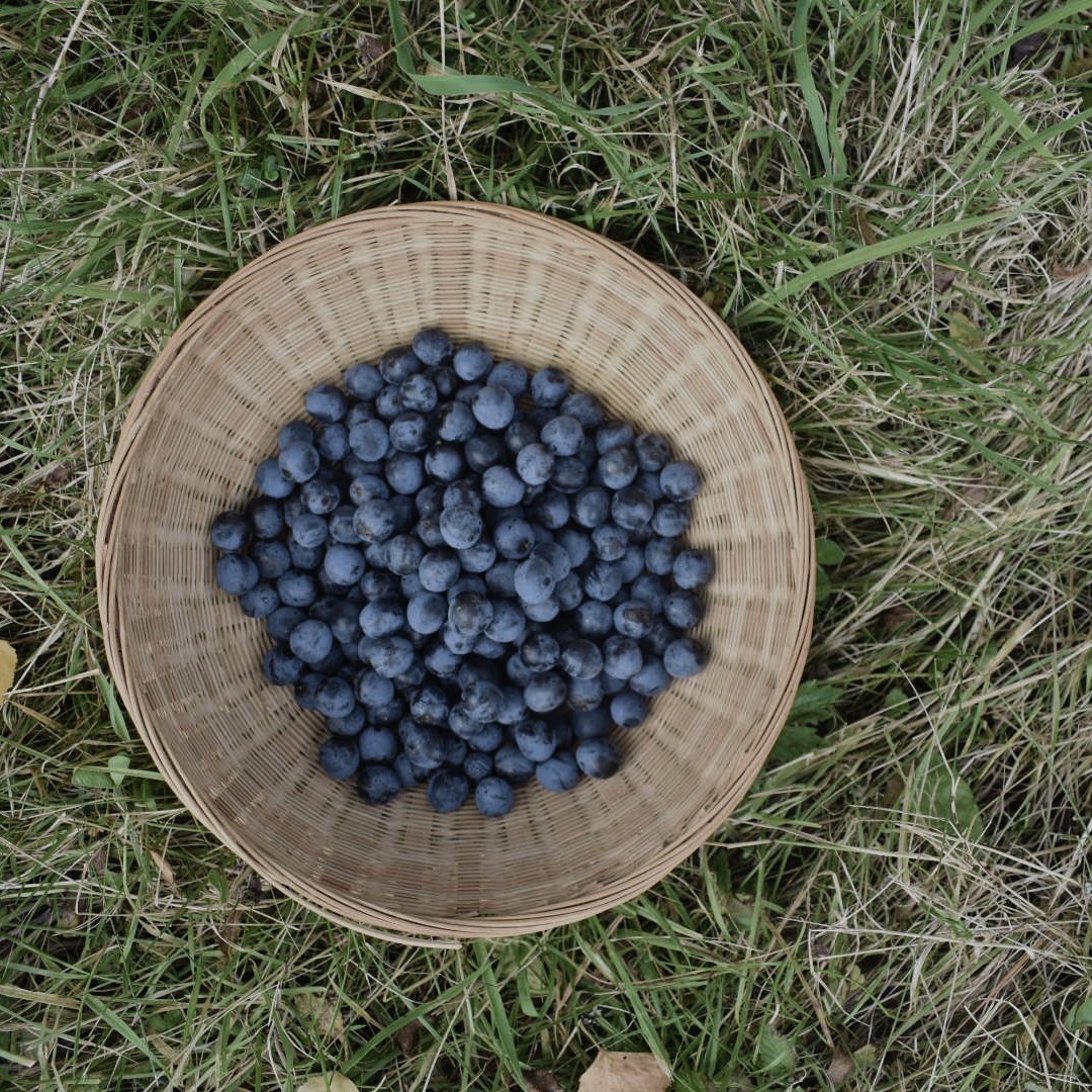 Basket of sloes
