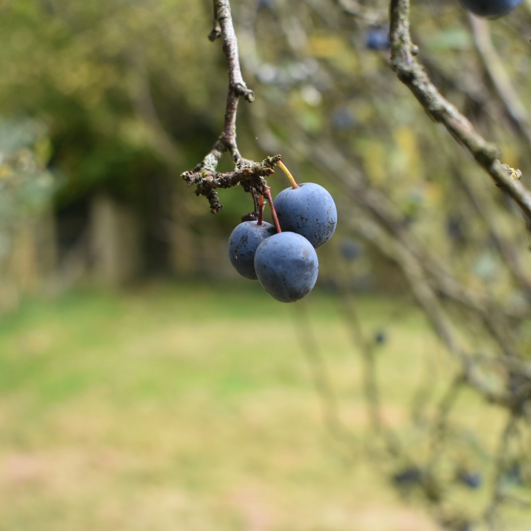 Identifying sloe berries