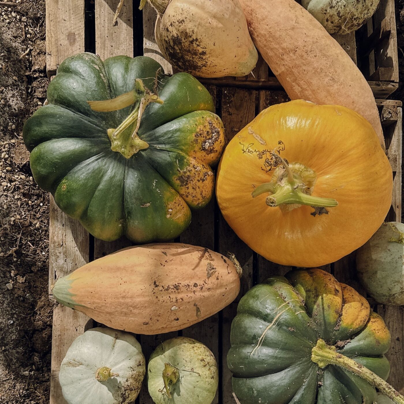 What’s in season in October? Planting and produce this month