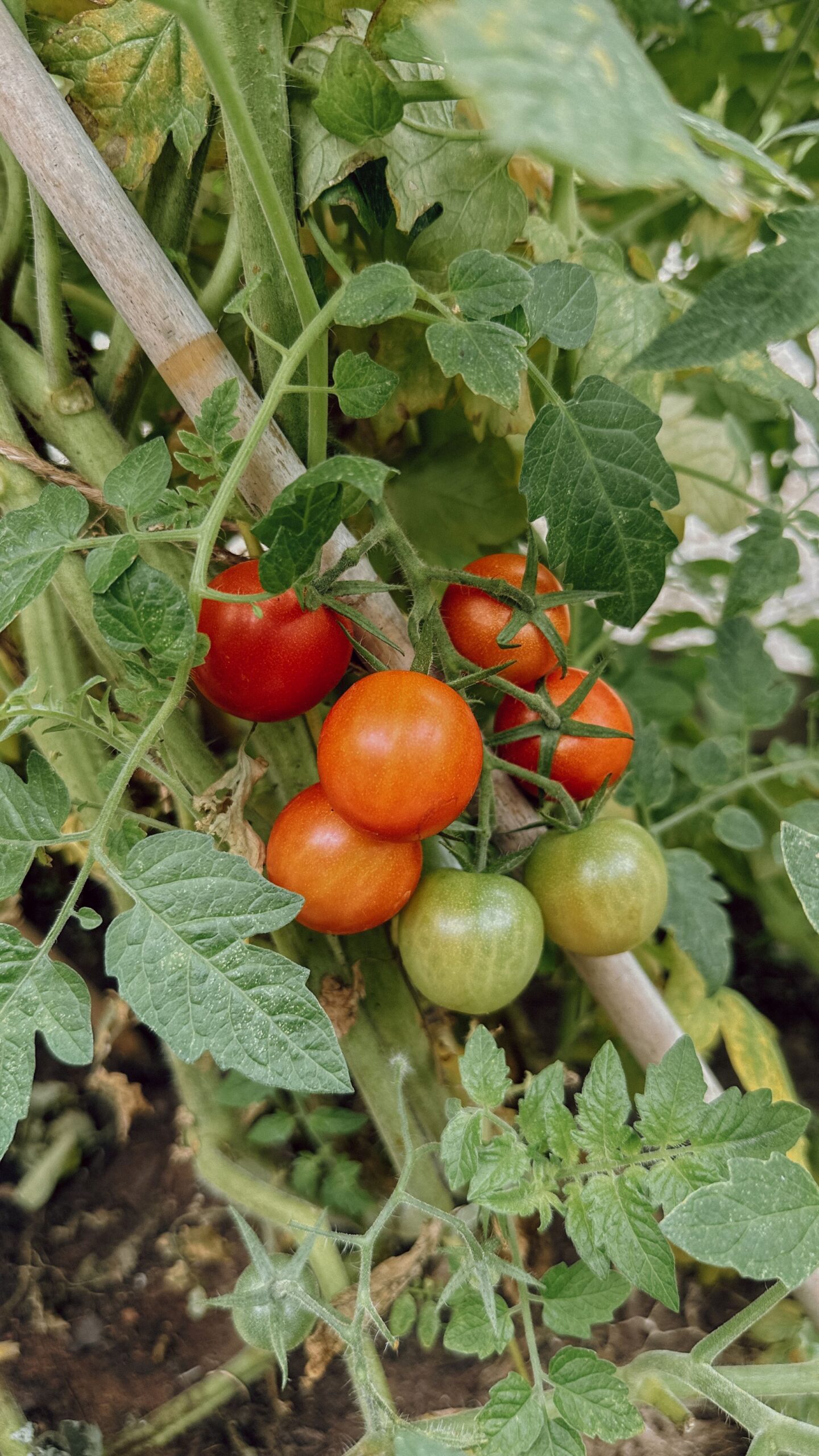 Tomatoes growing on vine