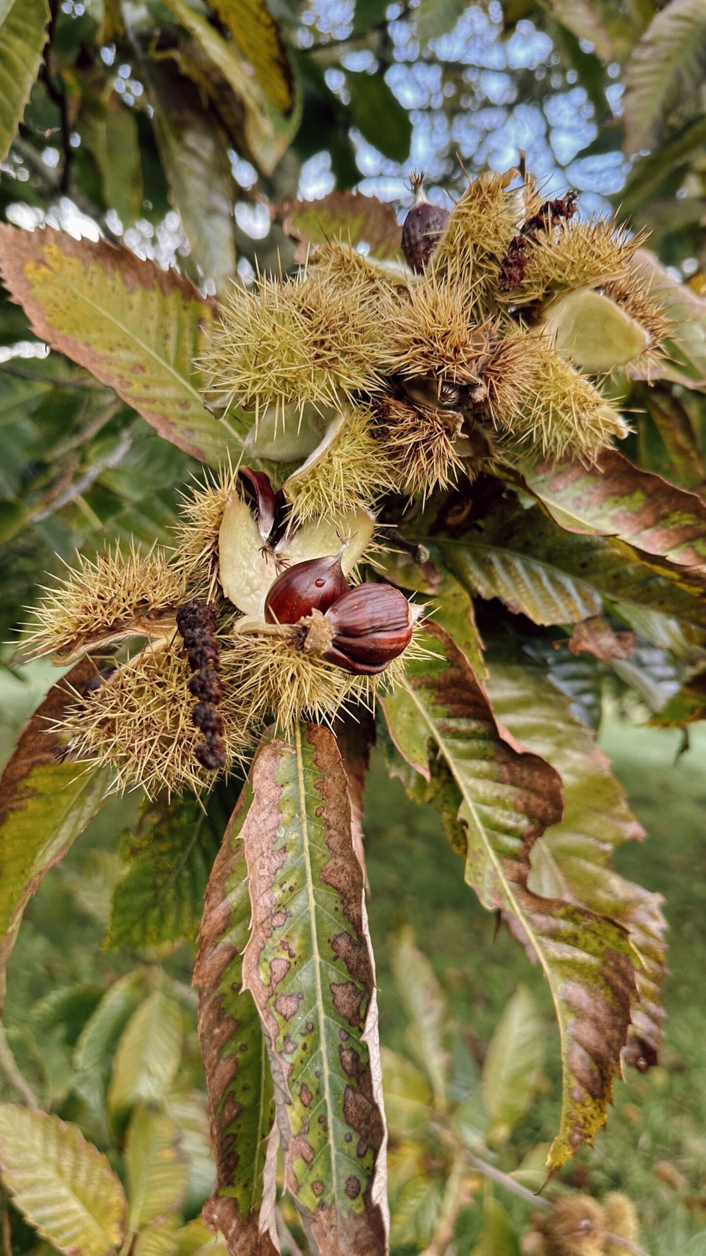 Sweet chestnut tree
