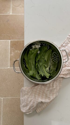 Colander of wild garlic leaves