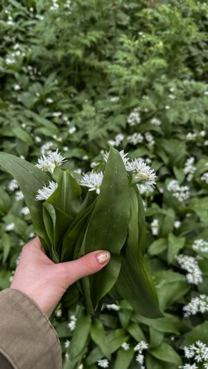 Handful of wild garlic