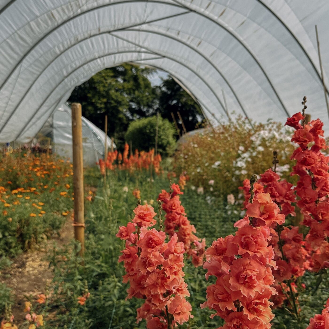 The rise of the flower farmer: In conversation with Rachel Siegfried of Green and Gorgeous