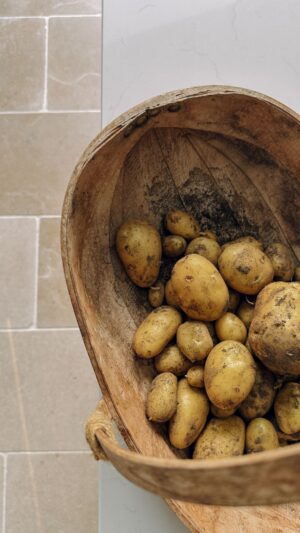 Trug of freshly dug up potatoes