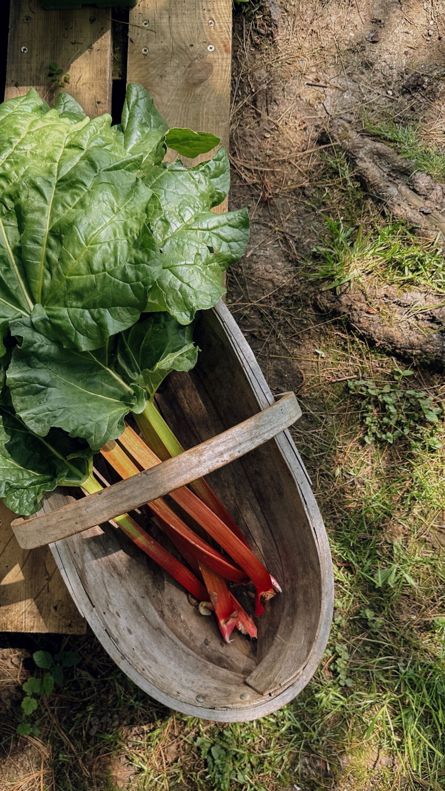 Trug of fresh maincrop rhubarb