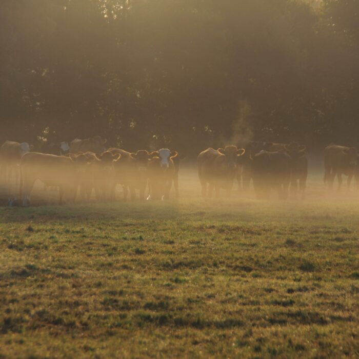 Regenerative farming and letting nature take its course: In conversation with Charlie White of The Slow Farming Company